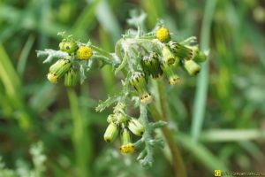Floraison/germination de printemps – 9/9