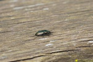 Carabe en excursion sur rambarde bois – 1/6