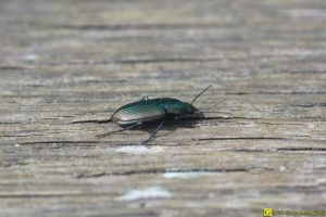 Carabe en excursion sur rambarde bois – 2/6