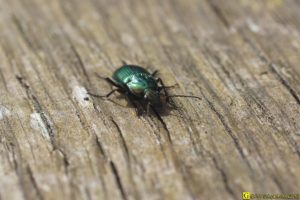 Carabe en excursion sur rambarde bois – 3/6