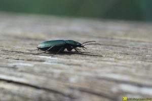 Carabe en excursion sur rambarde bois – 4/6
