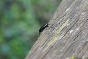 Carabe en excursion sur rambarde bois – 5/6