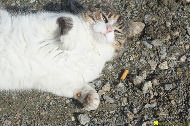 Chat fumeur