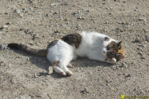 Chat en manque d'affection – 2/4