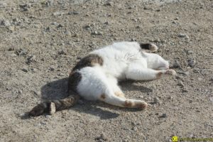 Chat en manque d'affection – 3/4