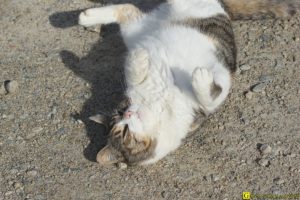 Chat en manque d'affection – 4/4