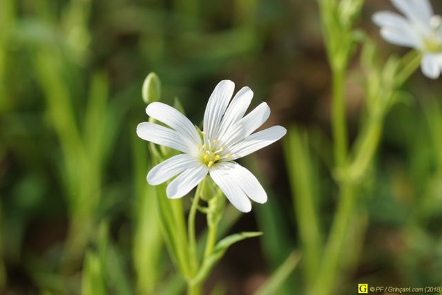 10 pétales blancs