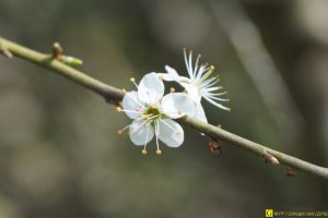 Petites fleurs blanches – 1/4