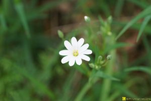 Petites fleurs blanches – 2/4
