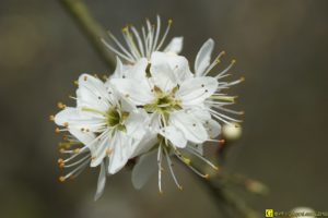 Petites fleurs blanches – 3/4