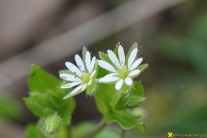 Petites fleurs blanches – 4/4