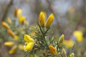 Du jaune en fleurs – 2/3
