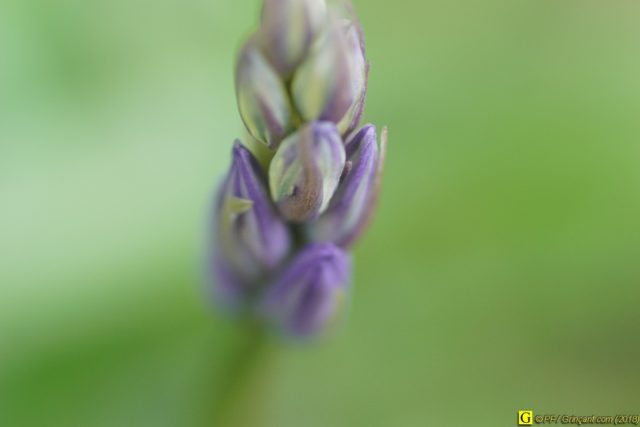 Fleur avec flou de mouvement, de profondeur de champ, et bokeh