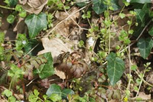 Guêpe sur feuilles – 1/3