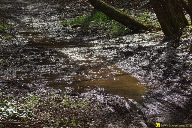 Chemin forestier plus qu'humide