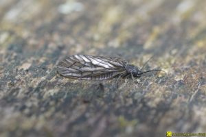 Insecte volant inconnu – 1/4