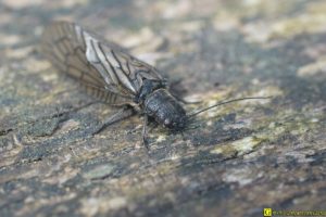 Insecte volant inconnu – 3/4