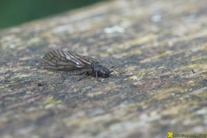 Insecte volant inconnu – 2/4