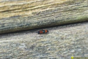 Fourmi rouge-noire en vadrouille – 1/2