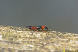 Fourmi rouge-noire en vadrouille – 2/2