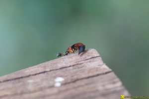 Rencontre avec une araignée