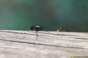 Rencontre avec un carabe