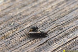 Deux mouches convolent (X) – 2/3