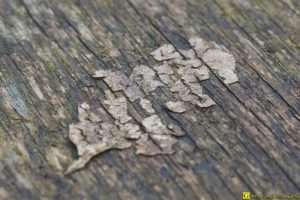 Empreinte de feuille morte