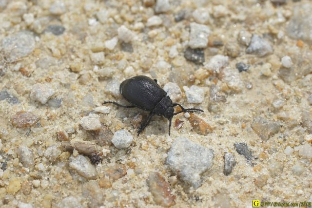 Petit scarabée sur petites pierres