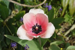 Tulipe éclose – 1/2