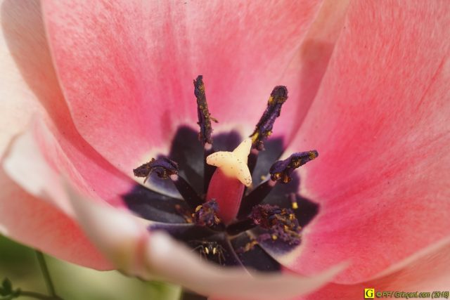 Mimétisme : petite araignée au fond d'une tulipe