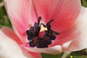 Tulipe éclose – 2/2