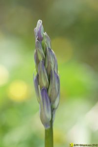 Beautés à la verticale – 1/3