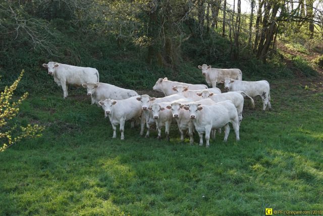 Bouquet de vaches