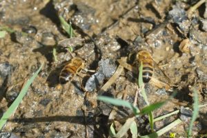 Les abeilles boivent – 1