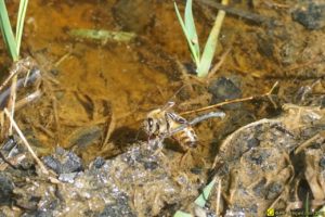 Les abeilles boivent – 2