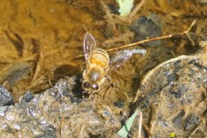 Les abeilles boivent – 3