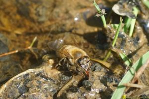 Les abeilles boivent – 4