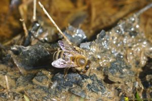 Les abeilles boivent – 5