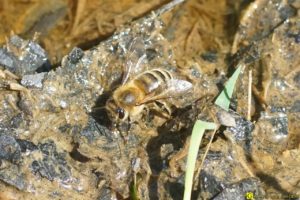 Les abeilles boivent – 6