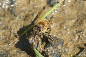 Les abeilles boivent – 7