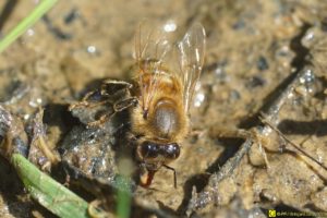 Les abeilles boivent – 8