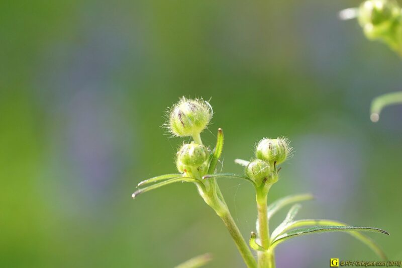 Photo de printemps en jardin public – 1