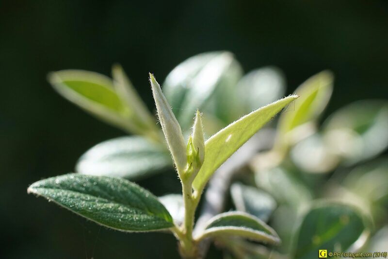 Photo de printemps en jardin public – 2