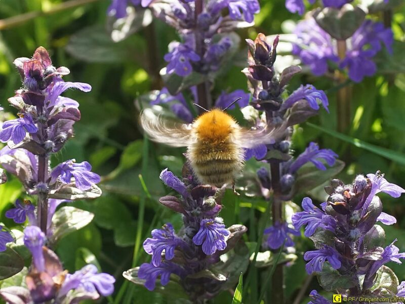 Photo de printemps en jardin public – 3