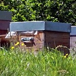 Les abeilles boivent Ruche bio