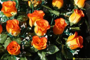 01 – Balade bucolique dans un cimetière