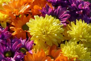 03 – Balade bucolique dans un cimetière