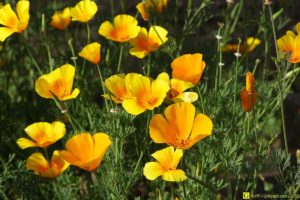 04 – Balade bucolique dans un cimetière