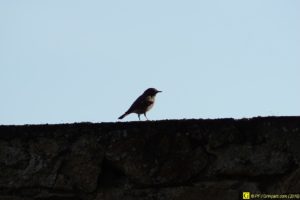 09 – Balade bucolique dans un cimetière